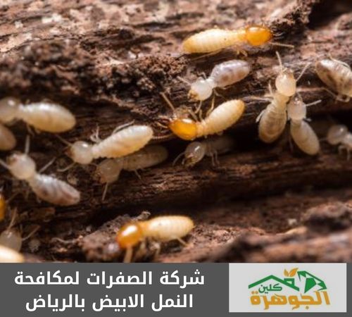 شركة الصفرات لمكافحة النمل الابيض بالرياض