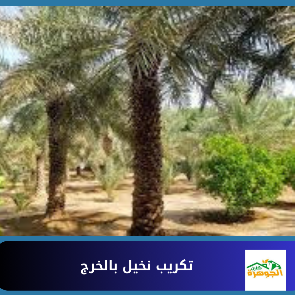 تكريب نخيل بالخرج